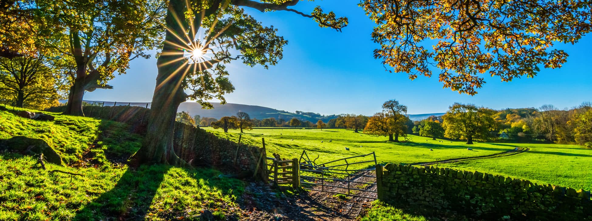 Sunlight filters through trees, illuminating lush green fields and a rustic gate in a serene Yorkshire landscape.