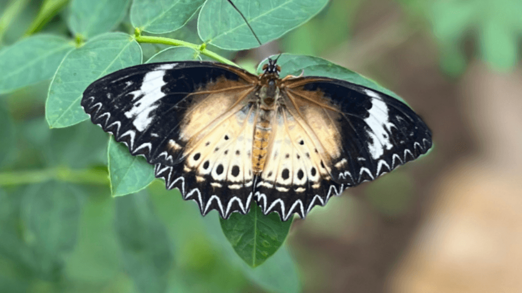 A butterfly with striking black and white wings rests on green leaves in a lush, tropical setting.