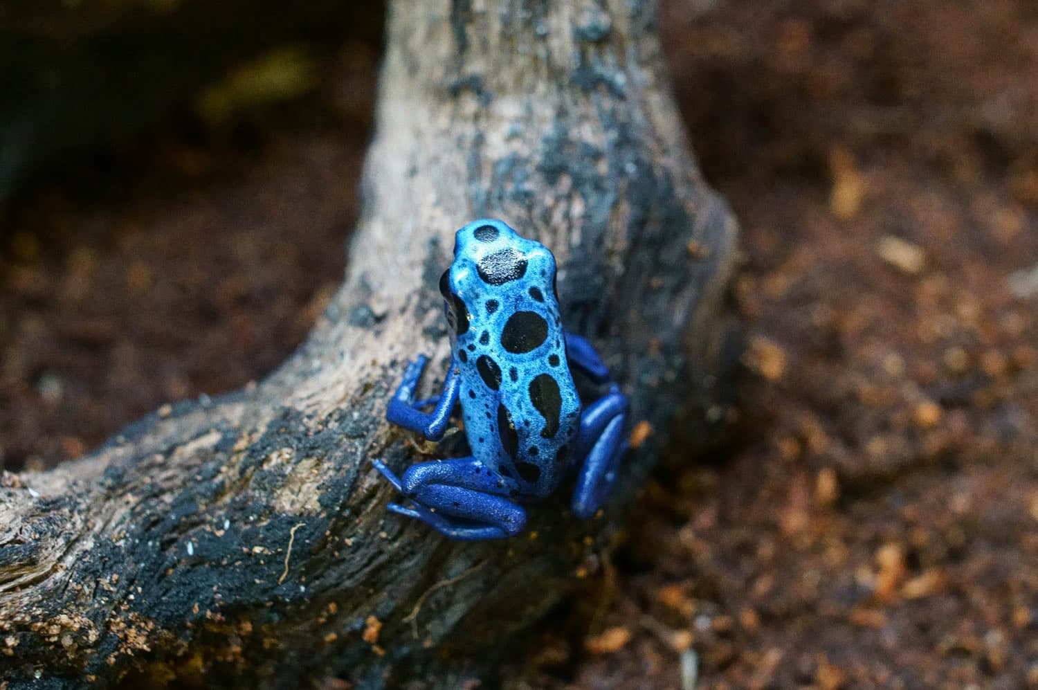 Askham Bryan Wildlife & Conservation Park - Attraction in york