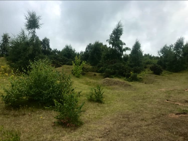 Lush green hills with scattered trees and shrubs under a cloudy sky at Austerfield Mosaic Reserve.