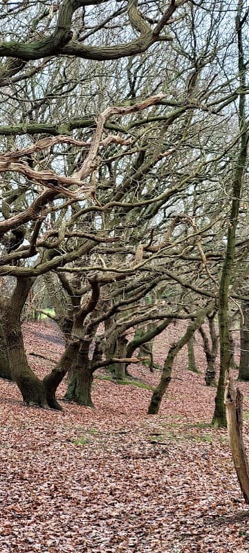 Twisted tree branches in a wooded area with fallen leaves covering the ground in Austerfield, Yorkshire.
