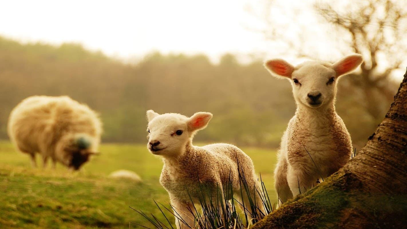 Heritage Cards & Souvenirs Ltd - Gift Shops in bainbridge