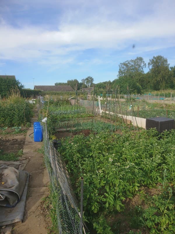 Lush allotments with rows of plants, trellises, and a blue water barrel under a clear sky in Barnby Dun, Yorkshire.