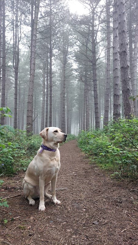 Swinnow Wood - Park in bawtry