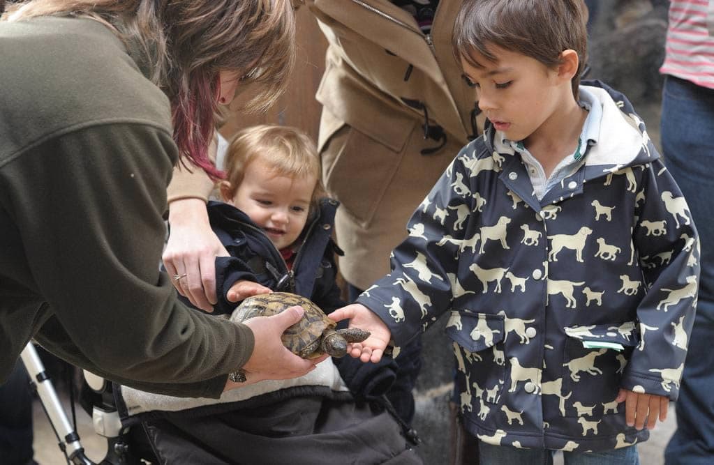 Big Sheep & Little Cow Attraction Farm - Attraction in bedale