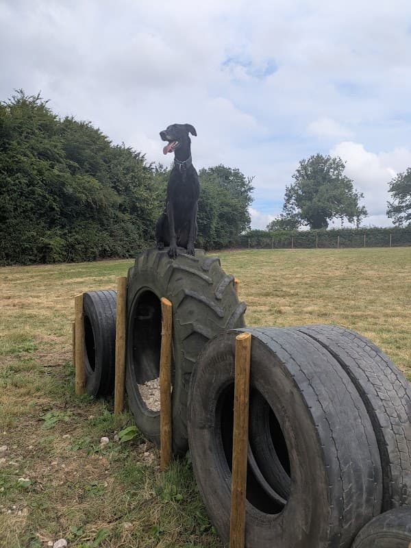 A black dog standing atop a large tire obstacle in a grassy dog park surrounded by trees and a cloudy sky.