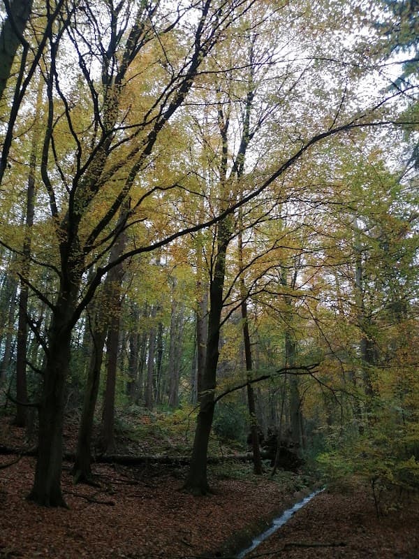 Horse Wood - Park in bolsterstone ewden village
