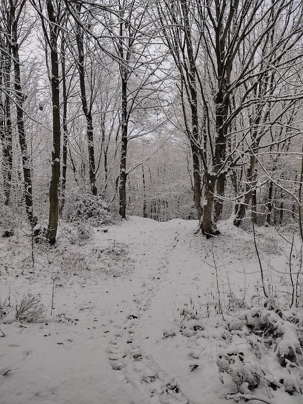 Pot House Wood - Park in bolsterstone ewden village