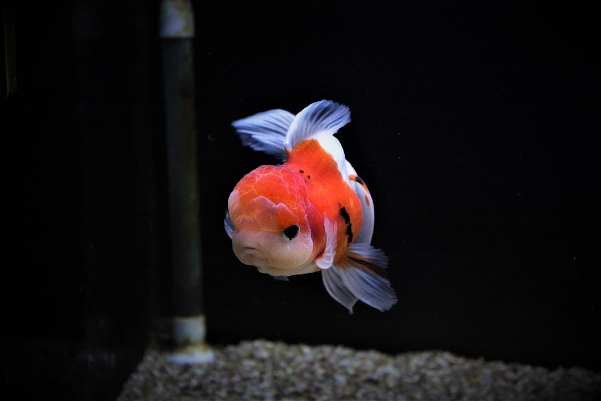 A vibrant goldfish with orange and white markings swimming in a dark aquarium.