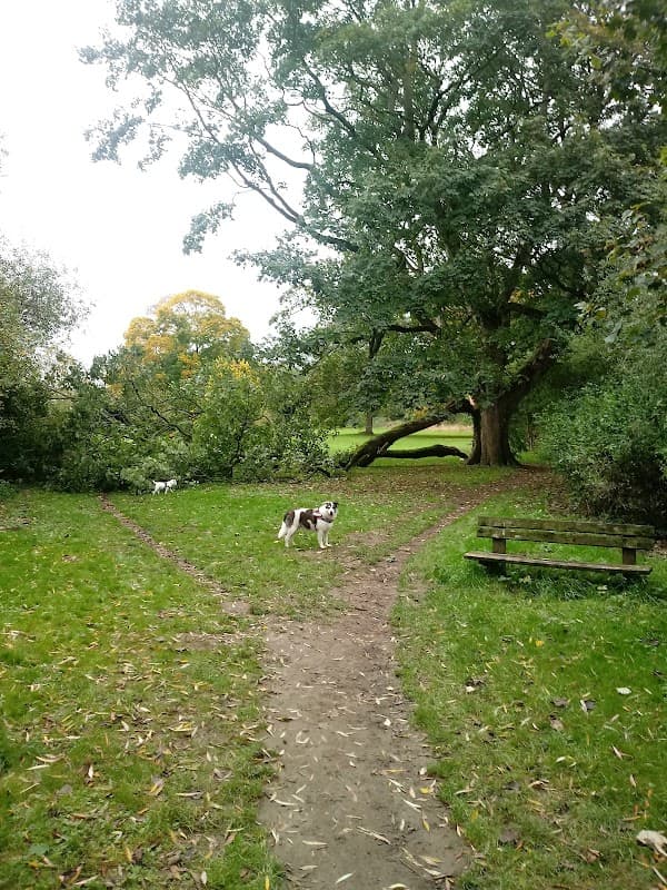 A dog stands on a dirt path in a park, with a large tree and a bench visible in the background.