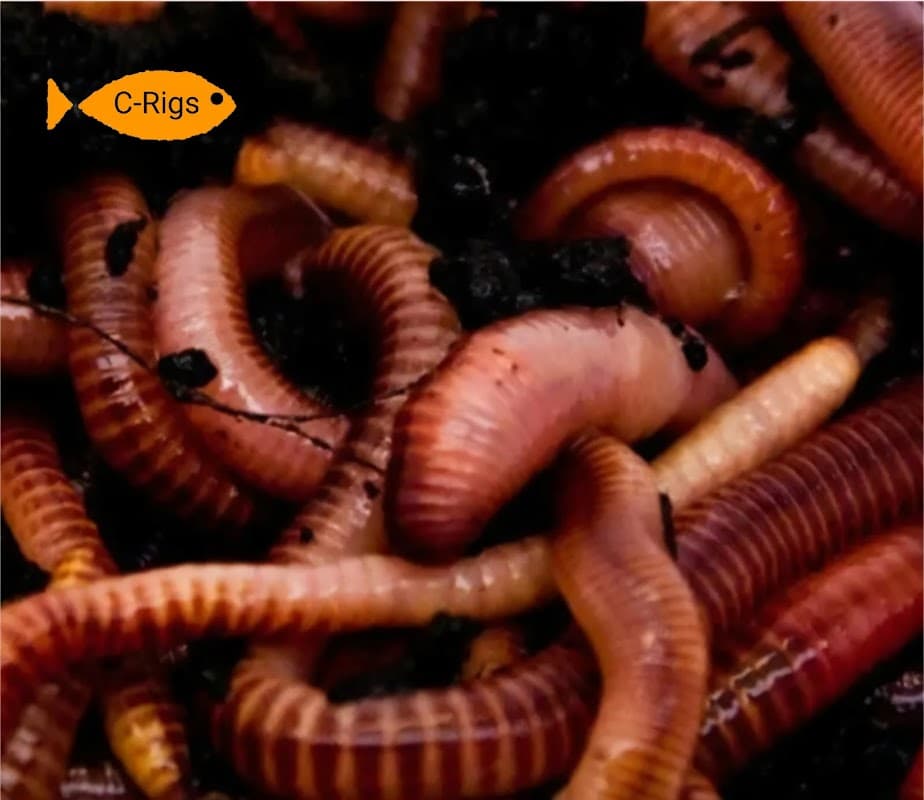 Reptile - live food - Pet Shops in bridlington