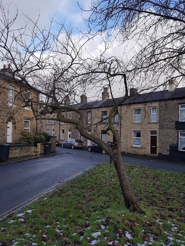A tree with bare branches leans over a grassy area near stone buildings and parked cars on a rainy street.