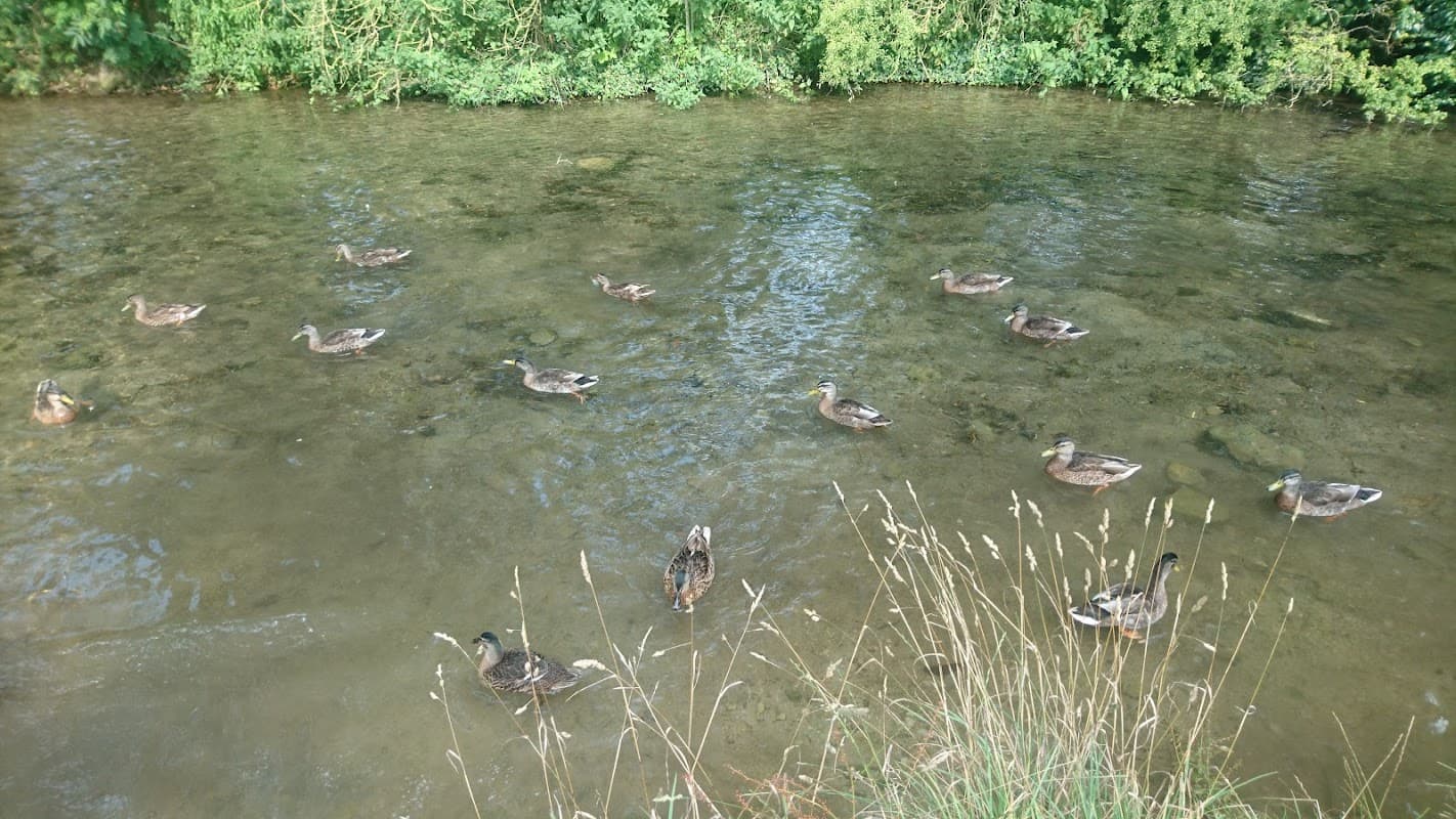 Ducks swimming in a clear stream surrounded by lush greenery and grasses in Brompton-by-Sawdon, Yorkshire.