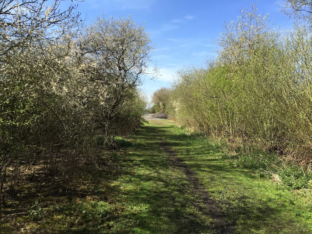 Lush green path lined with trees and shrubs under a clear blue sky in Bubwith Old Railway Path, Yorkshire.