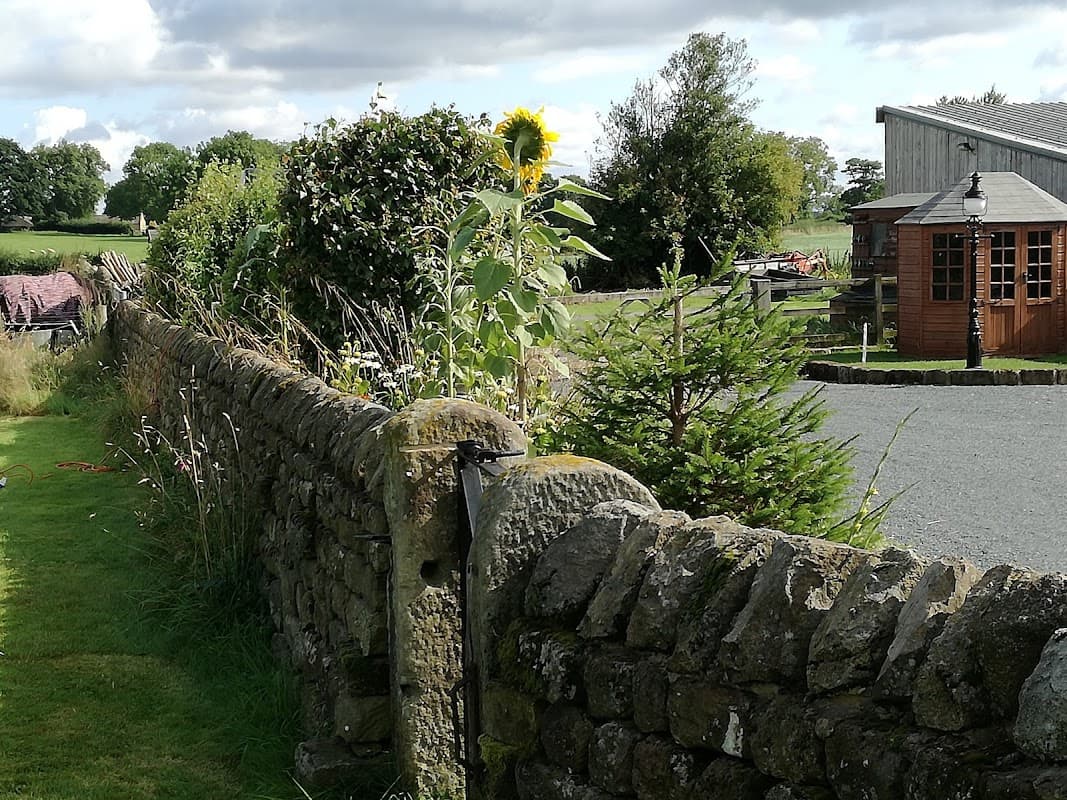 Stone wall lined with greenery and a sunflower, with a gravel area and wooden structure in the background.