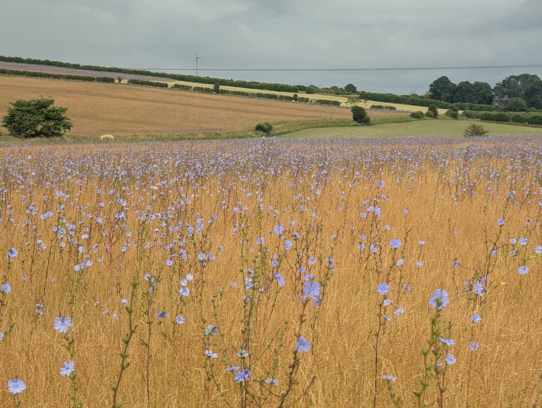 A vast field of golden grass dotted with blue flowers under a cloudy sky, with rolling hills in the background.