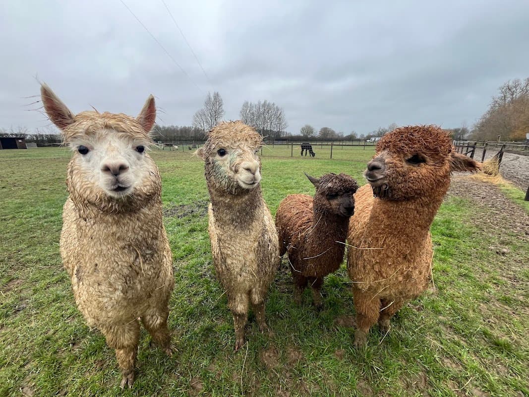 Four fluffy alpacas stand together in a grassy field, with a cloudy sky in the background.