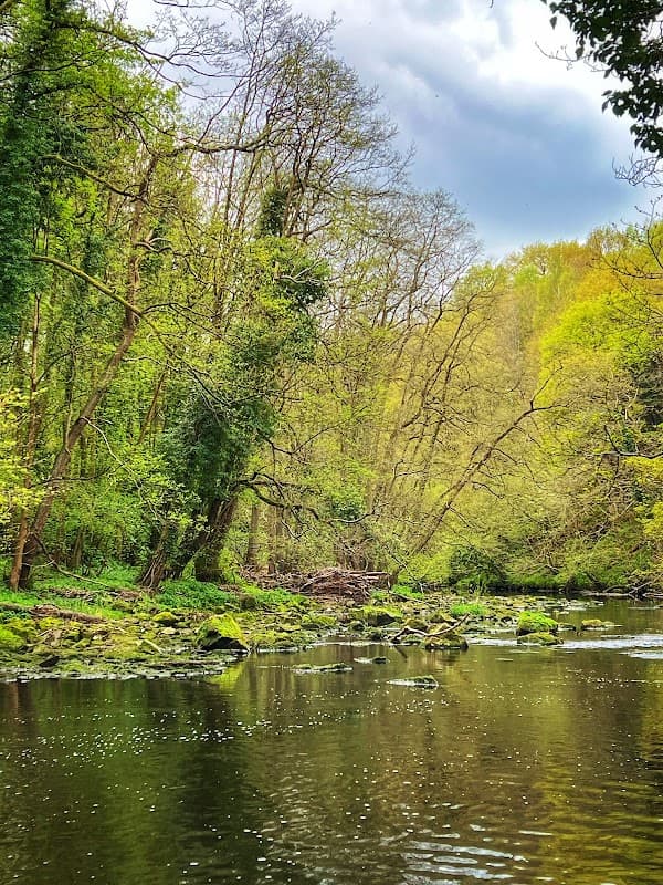 Lush green trees and a calm river reflect the vibrant colors of nature along the Harrogate Ringway Trail.
