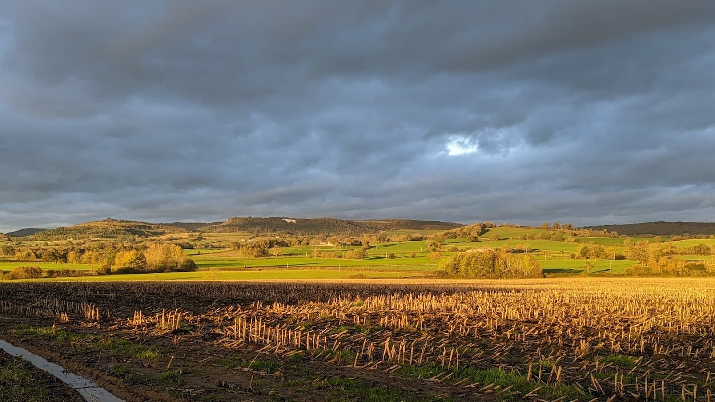 Golden fields under a dramatic sky, with rolling hills and distant trees in Carlton Husthwaite, Yorkshire.