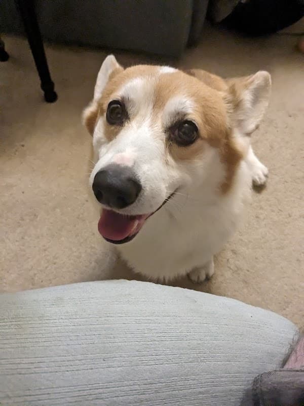 Greenwood & Brown - Vets in castleford