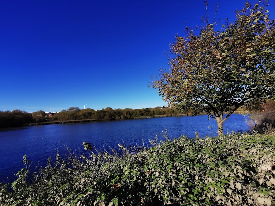 Lush greenery surrounds a tranquil lake under a clear blue sky at Catcliffe Flash Nature Reserve.