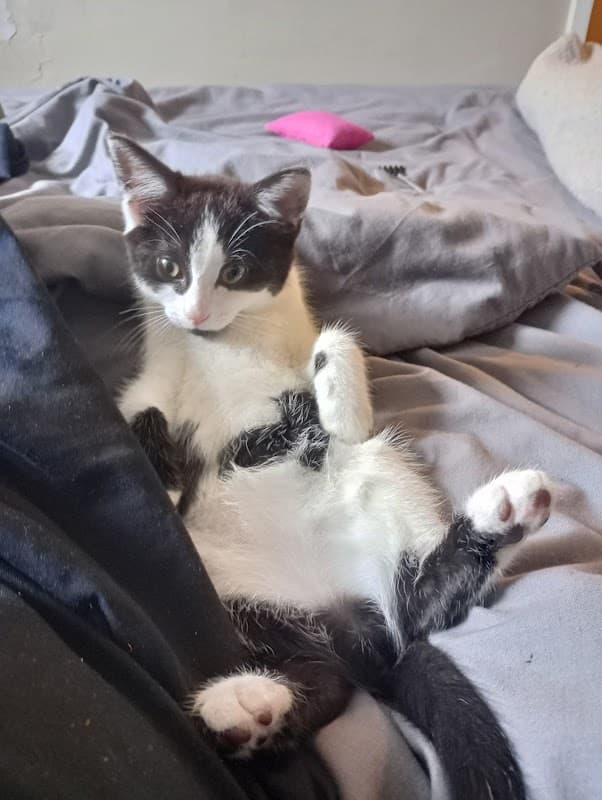 Vets4Pets - Catterick Garrison - Vets in catterick garrison