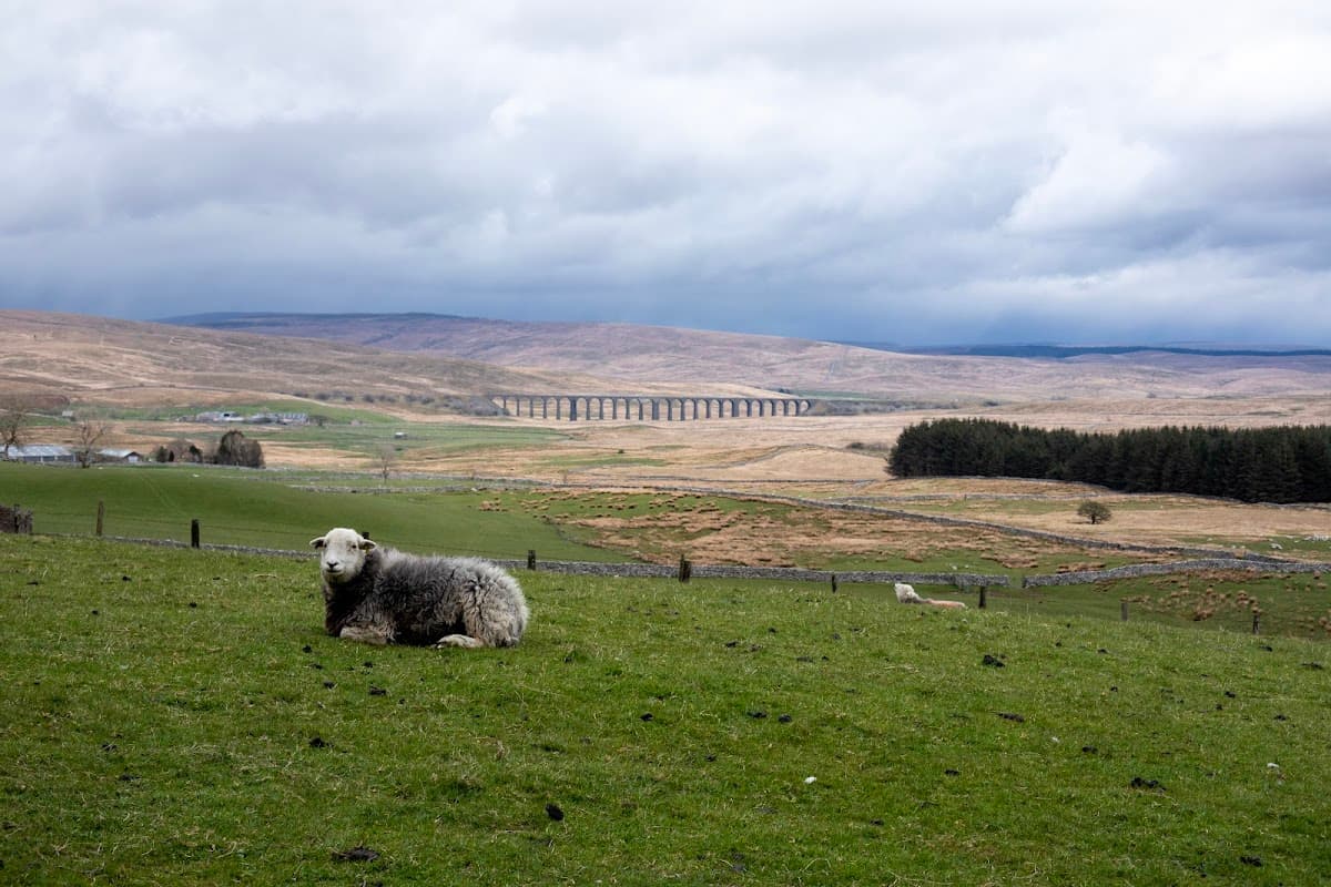 A sheep rests in a green field with rolling hills and a viaduct in the background under a cloudy sky.