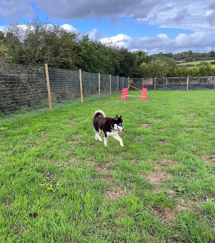 A black and white dog walks through a grassy field surrounded by a wooden fence and red agility equipment.