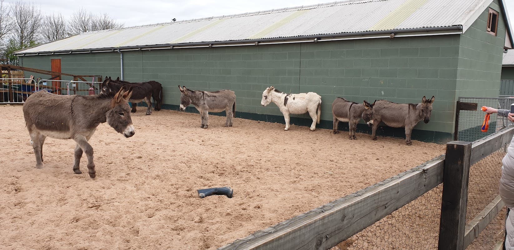 Six donkeys of various colors in a sandy enclosure next to a green building at Manor Grange Equestrian.