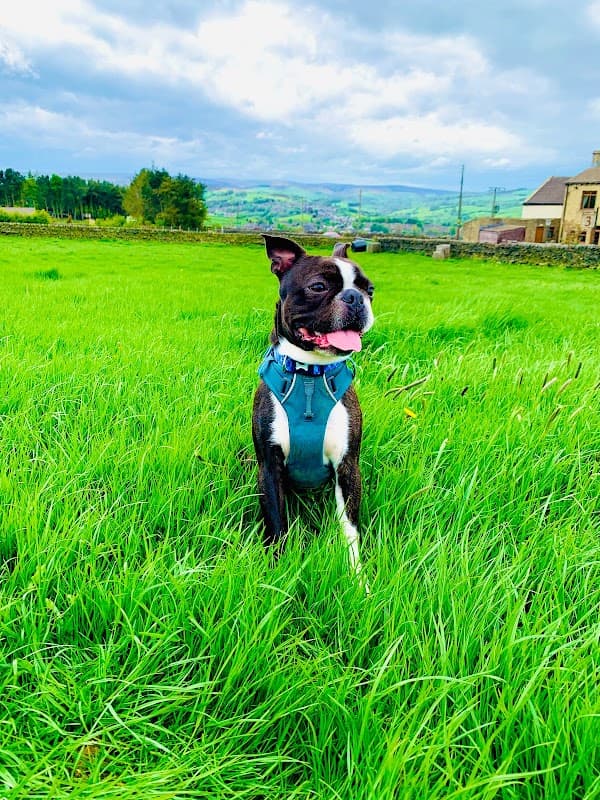 A black and white dog wearing a blue harness sits in a lush green field with rolling hills in the background.