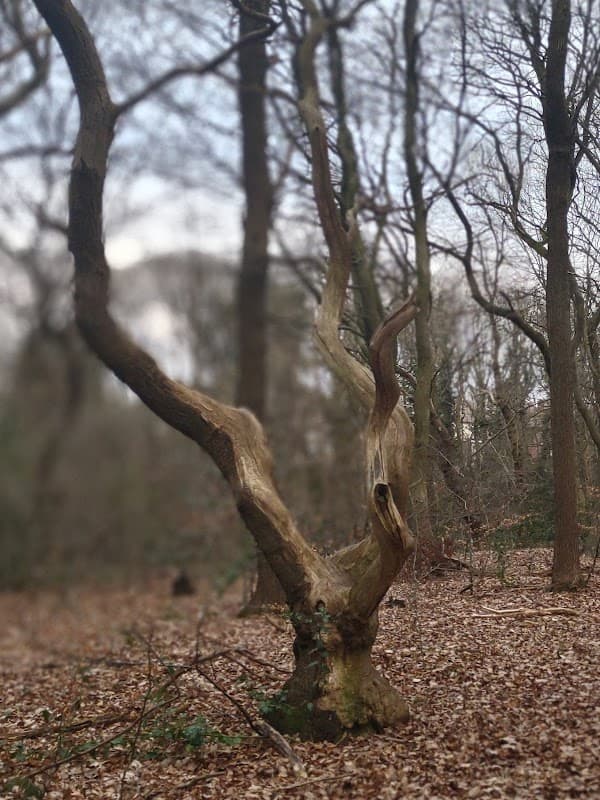 Bowstead Open Space - Park in darnall