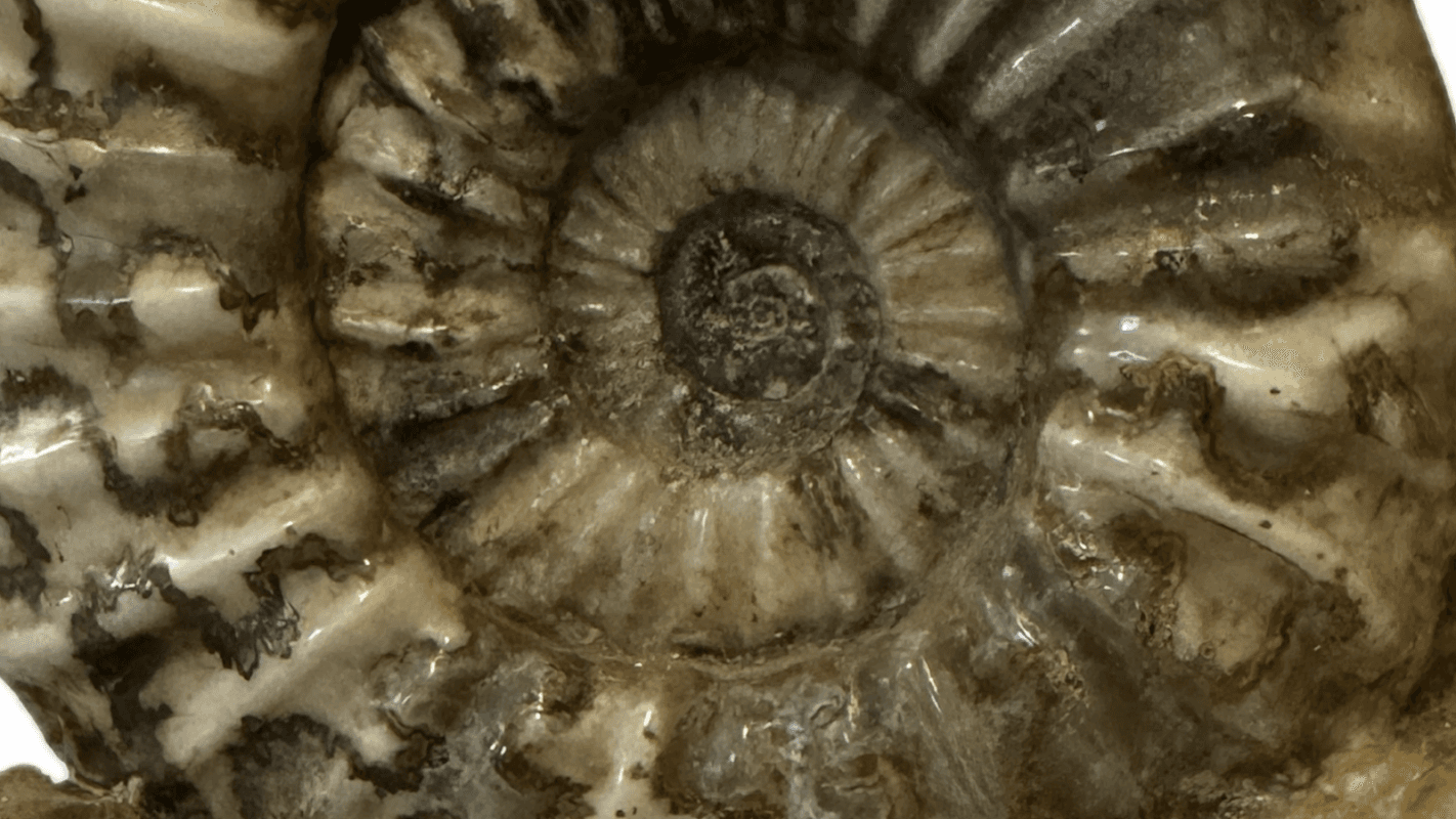 FossilPrepper - Gift Shops in darnall