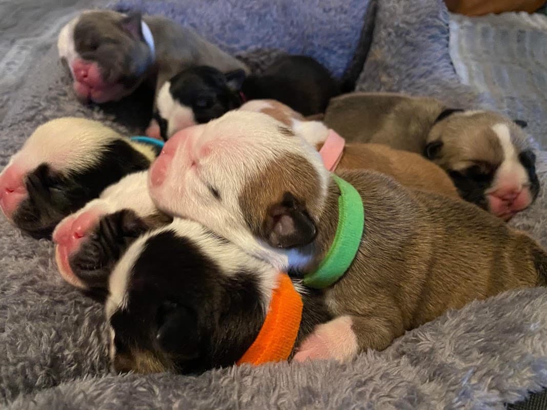 Animal Ultrasound by Paul Wilson - Vets in doncaster