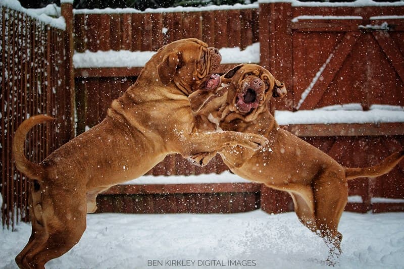 Dogs Choice Raw Food LTD - Pet Shops in doncaster