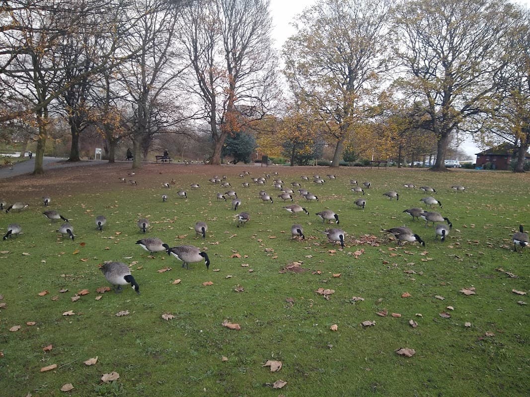 Geese scattered across a grassy area in Sandall Park, surrounded by autumn trees and a distant cafe.
