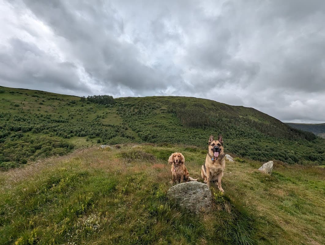 Howells Veterinary Services Ltd - Vets in easingwold