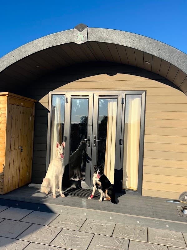 Two dogs, a white one and a black-and-white one, sit on a deck in front of a modern cabin with large glass doors.