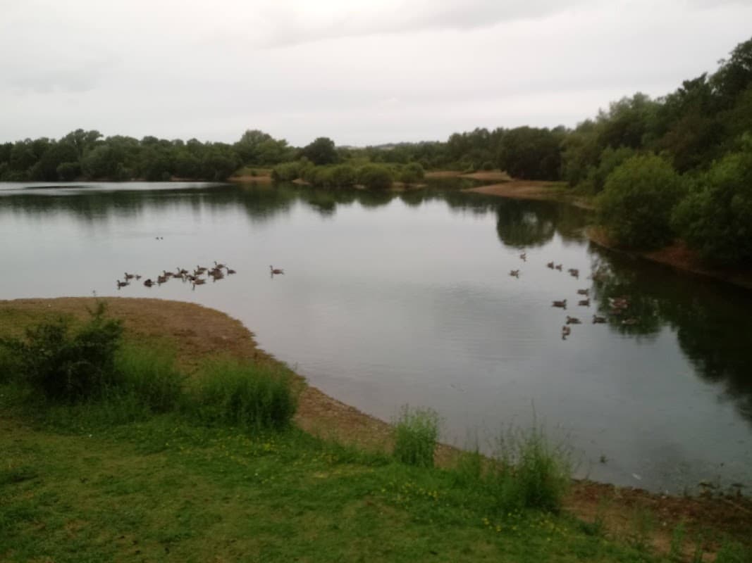Serene lake surrounded by lush greenery, with ducks swimming peacefully on the water's surface.