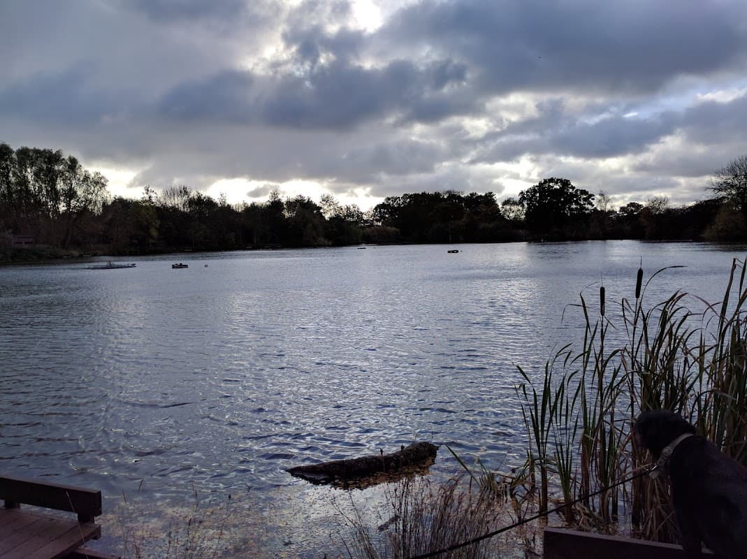 Serene lake scene with cloudy skies, reeds, and a dog near the water's edge in Eastrington, Yorkshire.