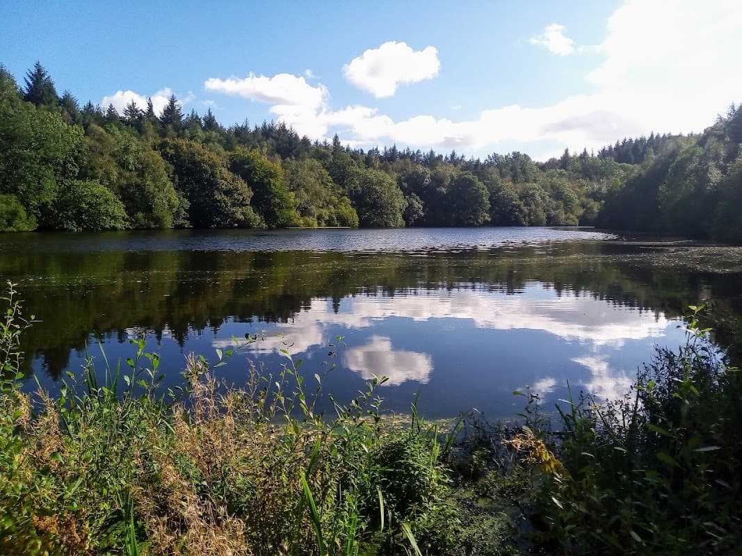 Serene lake surrounded by lush green trees under a bright blue sky with fluffy clouds reflecting on the water's surface.