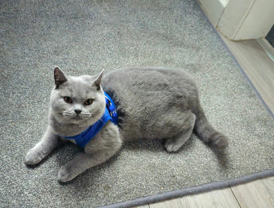 Harrison Family Vets, Mosborough - Vets in eckington