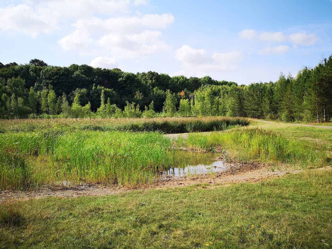Lush green grass and tall reeds surround a small pond, framed by trees under a blue sky with scattered clouds.