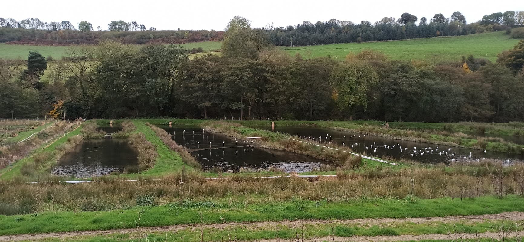 Trout farm with multiple ponds surrounded by lush greenery and trees in Ellerburn, Yorkshire.