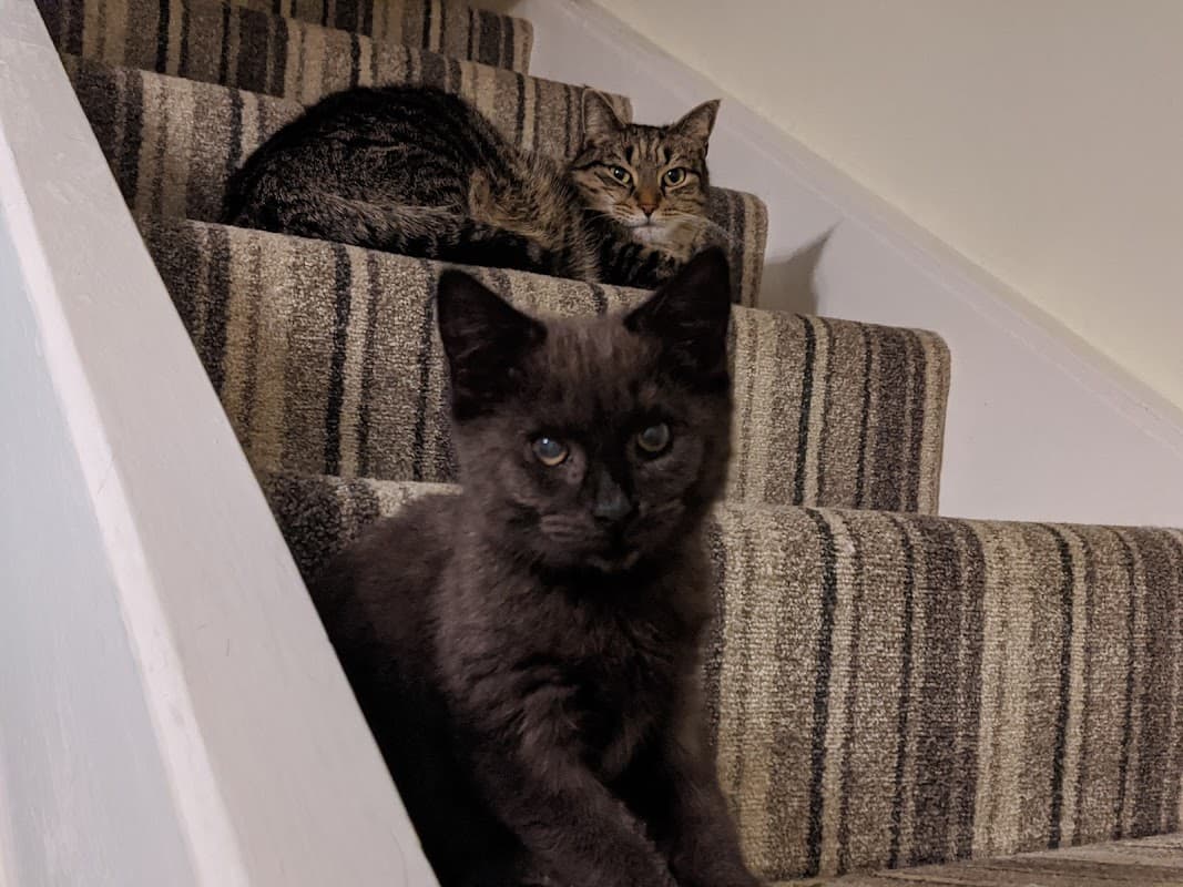Two cats on a striped carpeted staircase, one black with blue eyes in front and a tabby in the background.