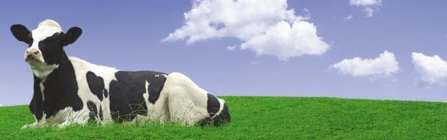 The Milk Churn - Family Attraction in bardsey