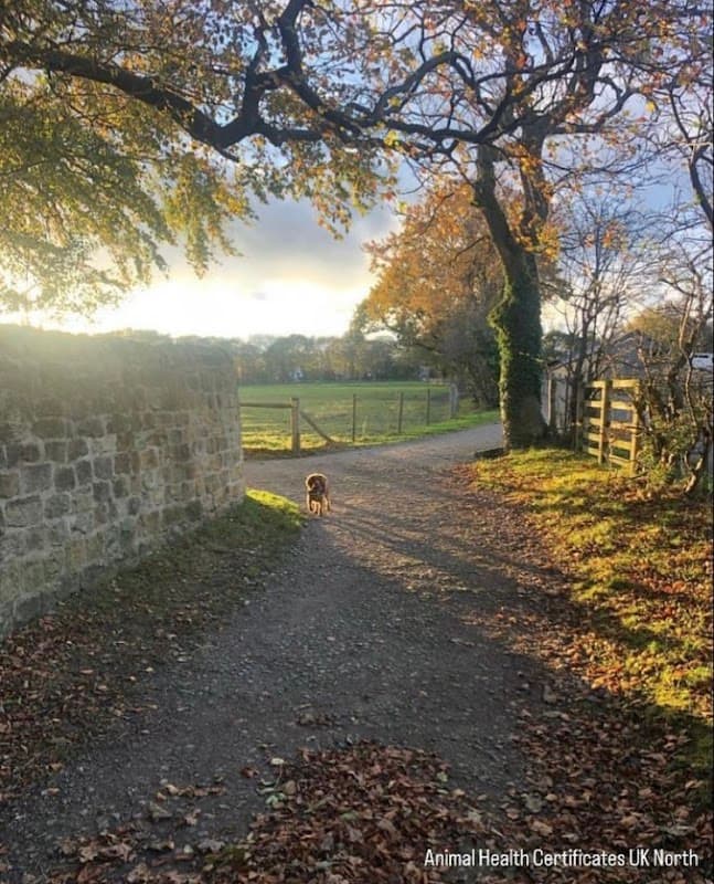 Animal Health Certificates UK North | From £69 - Vets in farsley