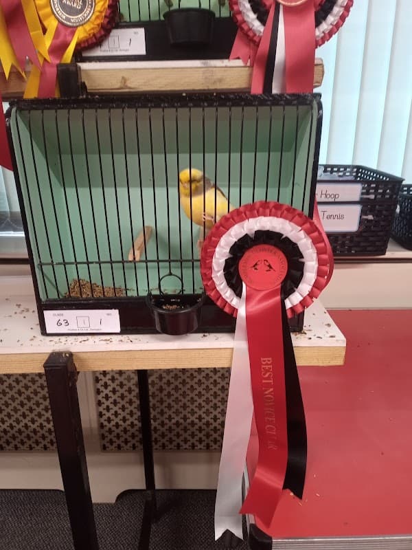 A yellow bird in a cage, with red and black rosettes displayed nearby, indicating awards.