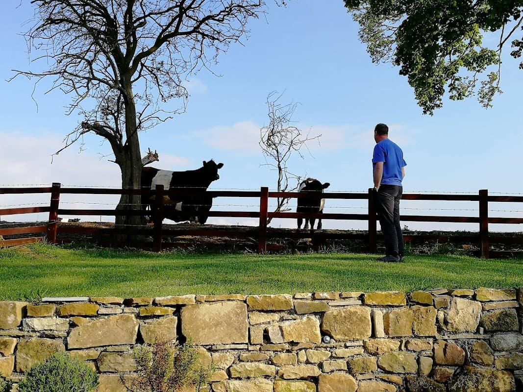 Man in blue shirt stands by a fence, watching cows in a green field with trees and a blue sky in the background.