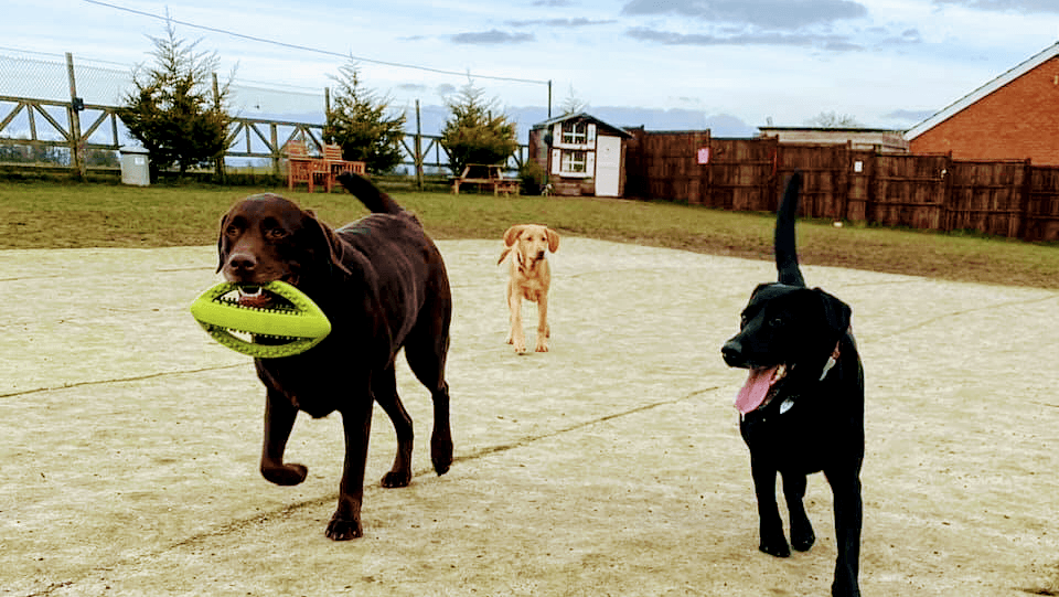 Three dogs play in a spacious park, with one carrying a green frisbee and a backdrop of trees and a wooden building.