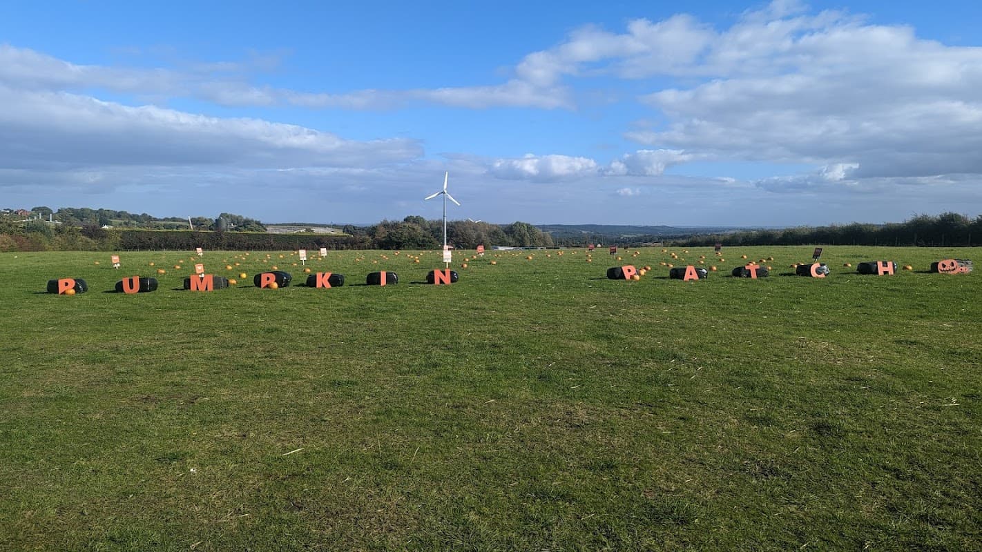 "Colorful pumpkins arranged on a grassy field with a wind turbine and blue sky in the background."
